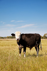 Image showing Cow