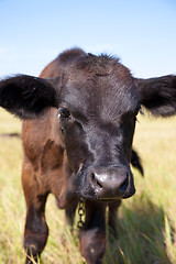 Image showing Cow