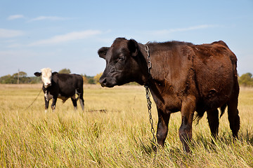 Image showing Cows