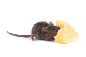 Image showing Mouse and cheese