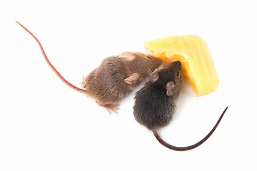 Image showing Mice and cheese