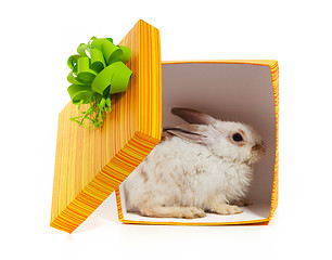 Image showing The rabbit in the yellow box
