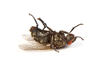 Image showing Fly isolated on white. Macro shot of a dead housefly