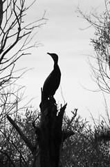 Image showing Silhouette of a stork