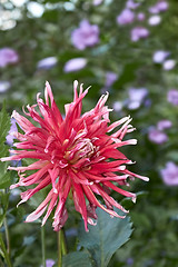 Image showing Dahlia flower in flowerbed 