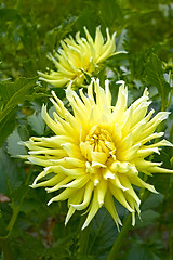 Image showing Yellow dahlia flowers