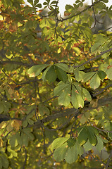 Image showing Autumn leaves