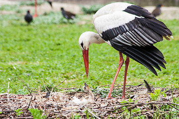 Image showing Mother stork feeding its youngs