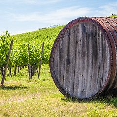 Image showing Tuscany wineyard