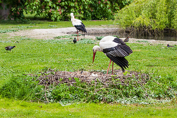 Image showing Mother stork feeding its youngs