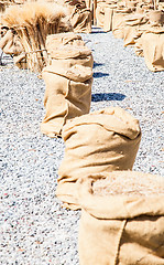 Image showing Ripe Summer Wheat