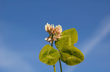 Image showing White Clover