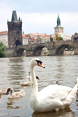 Image showing Prague. Charles Bridge in Prague  Czech Republic