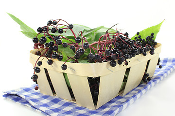 Image showing Elderberry