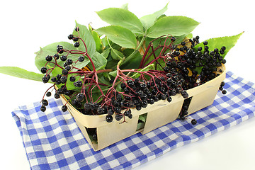 Image showing Elderberry