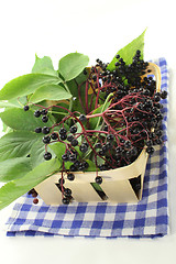 Image showing Elderberry