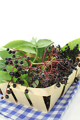 Image showing Elderberry