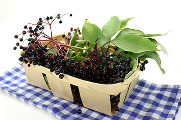 Image showing Elderberry