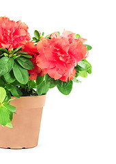 Image showing Flower in a flowerpot