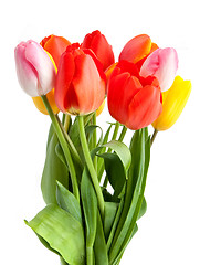 Image showing Bunch of tulips 