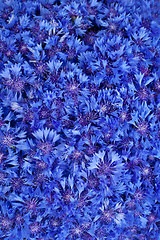 Image showing Beautiful spring flowers blue cornflower on background