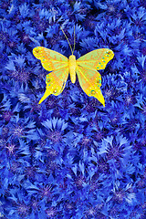 Image showing Spring blue cornflower with yellow butterfly