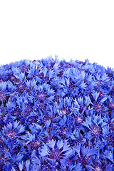 Image showing Beautiful spring flowers blue cornflower on background