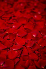 Image showing Background of red rose petals