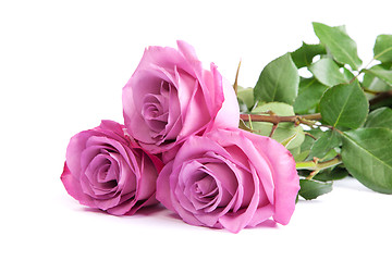 Image showing Three fresh pink roses over white background