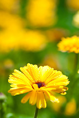 Image showing  gerber flower with water drops