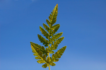 Image showing Fern leaf