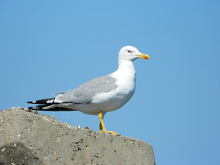 Image showing Seagul