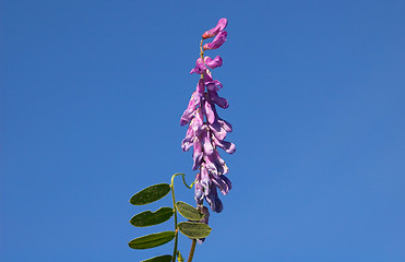 Image showing Tufted Vetch