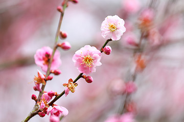 Image showing Flowers of cherry blossoms on spring day