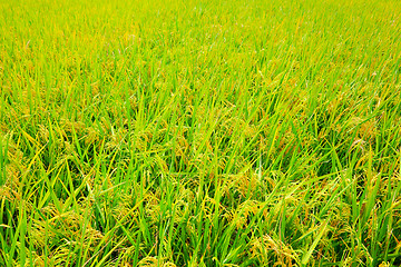 Image showing paddy field