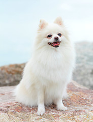 Image showing white pomeranian dog