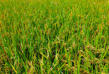 Image showing Green field, Asia paddy field