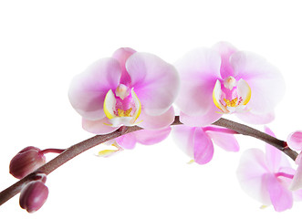 Image showing orchid flower