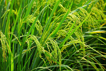 Image showing Asia paddy rice field