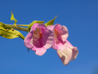 Image showing fox glove and bug