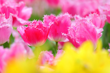 Image showing tulip in flower field