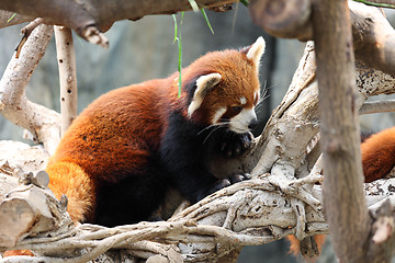 Image showing red panda