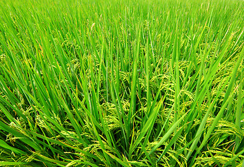 Image showing Green field, Asia paddy field