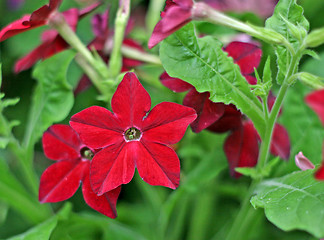 Image showing Red flowers