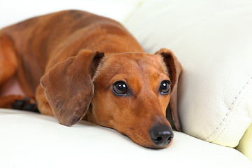 Image showing dachshund dog on sofa