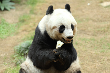 Image showing giant panda