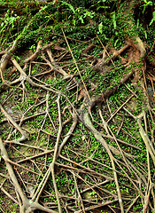 Image showing root tree background