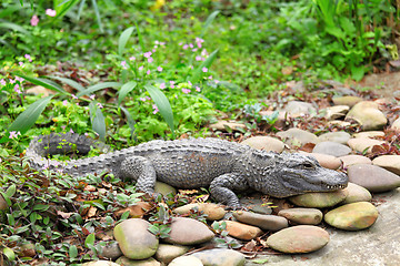 Image showing Crocodile