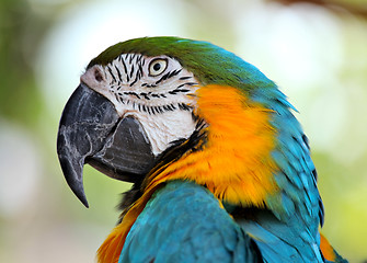 Image showing colorful macaw