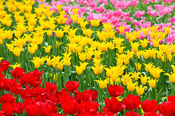 Image showing tulip in flower field